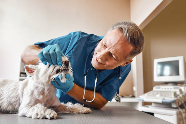 Best Same-Day Emergency Dental Services in Queen Anne, MD